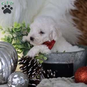 Tiny-Rudolph, Bichon Frise Puppy